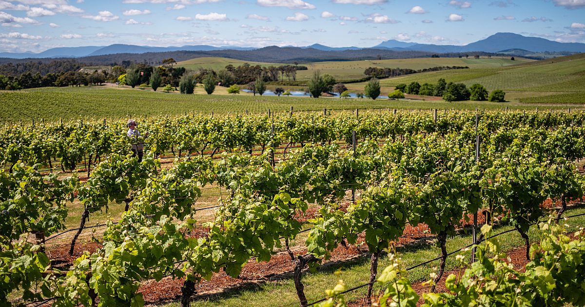 Learn About Tasmanian Vintage Wine in 2020 | Wine… | Wine Tasmania