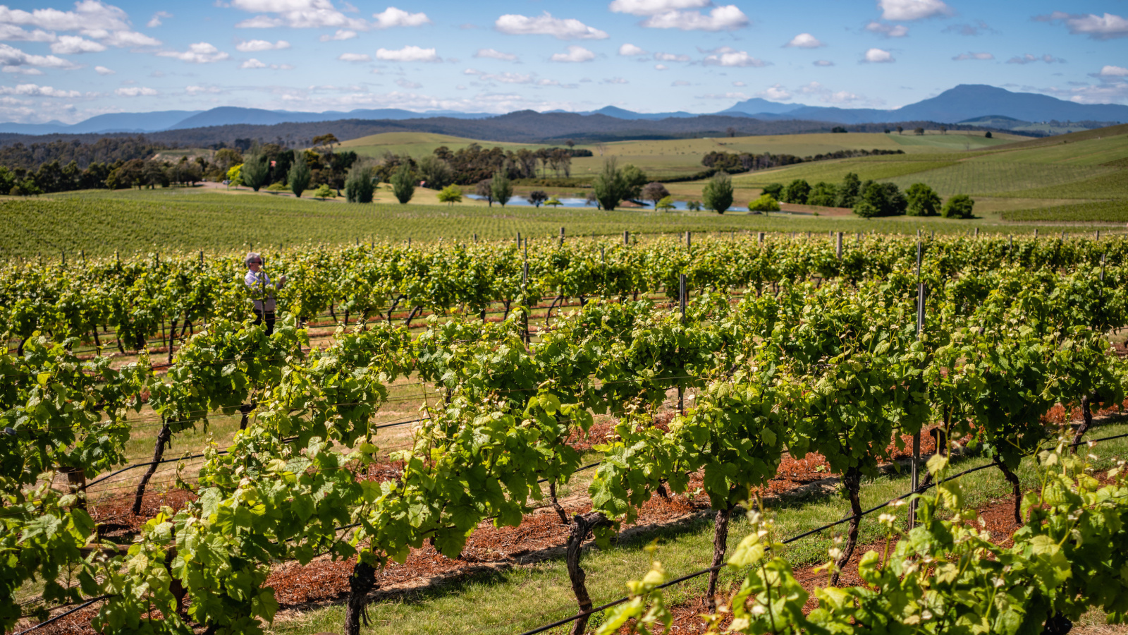 2020 Tasmanian Vintage | Wine Tasmania | Wine Tasmania