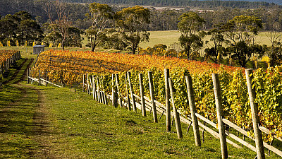 Bream Creek Vineyard credit Wine Tasmania Ilona Schneider