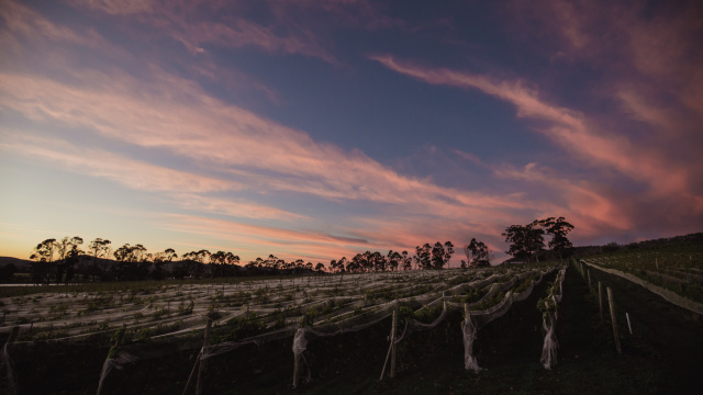 Domaine A Jesse Hunniford1