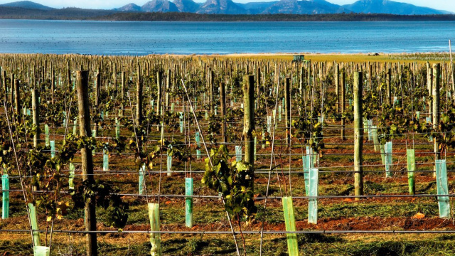 Wine Tasmania Ilona Schneider 4