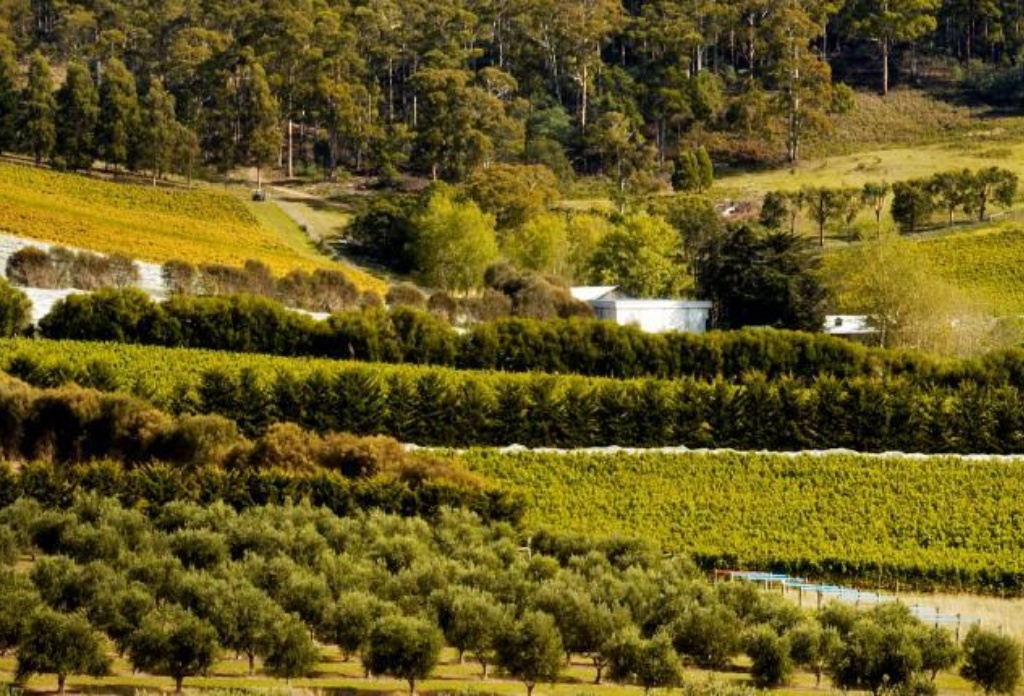 wine tours tasmania east coast