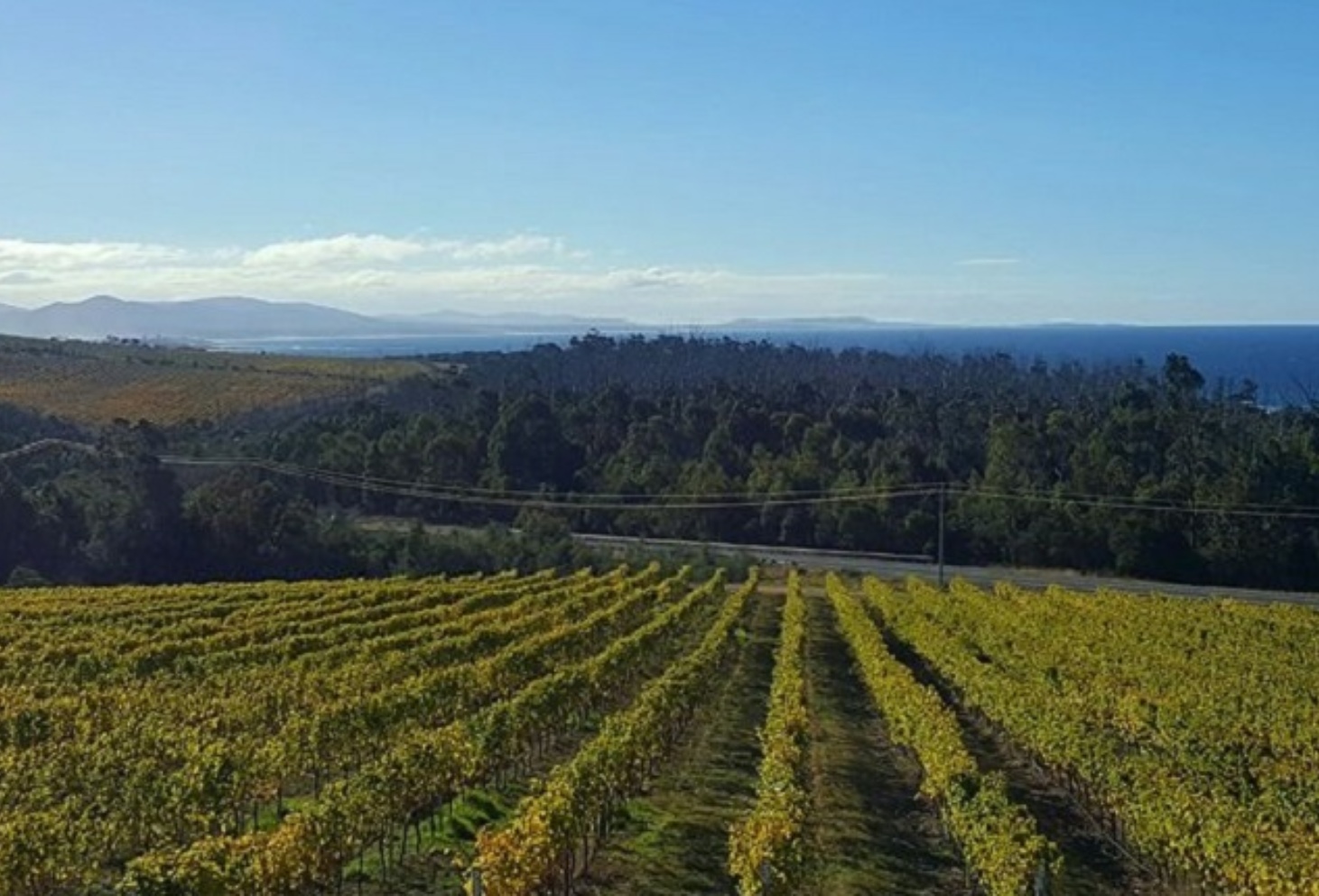 Tasmanian Wine Trail Wine Tasmania