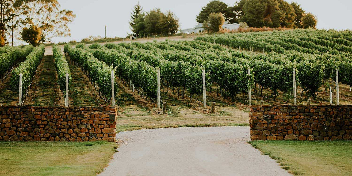Meander Valley Vineyard Wine Tasmania Wine Tasmania