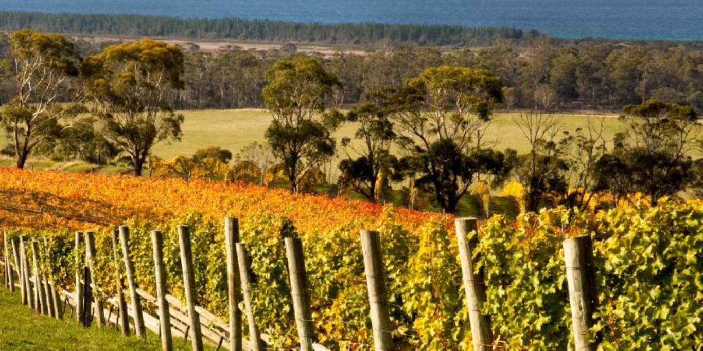 Bream Creek Wine Tasmania