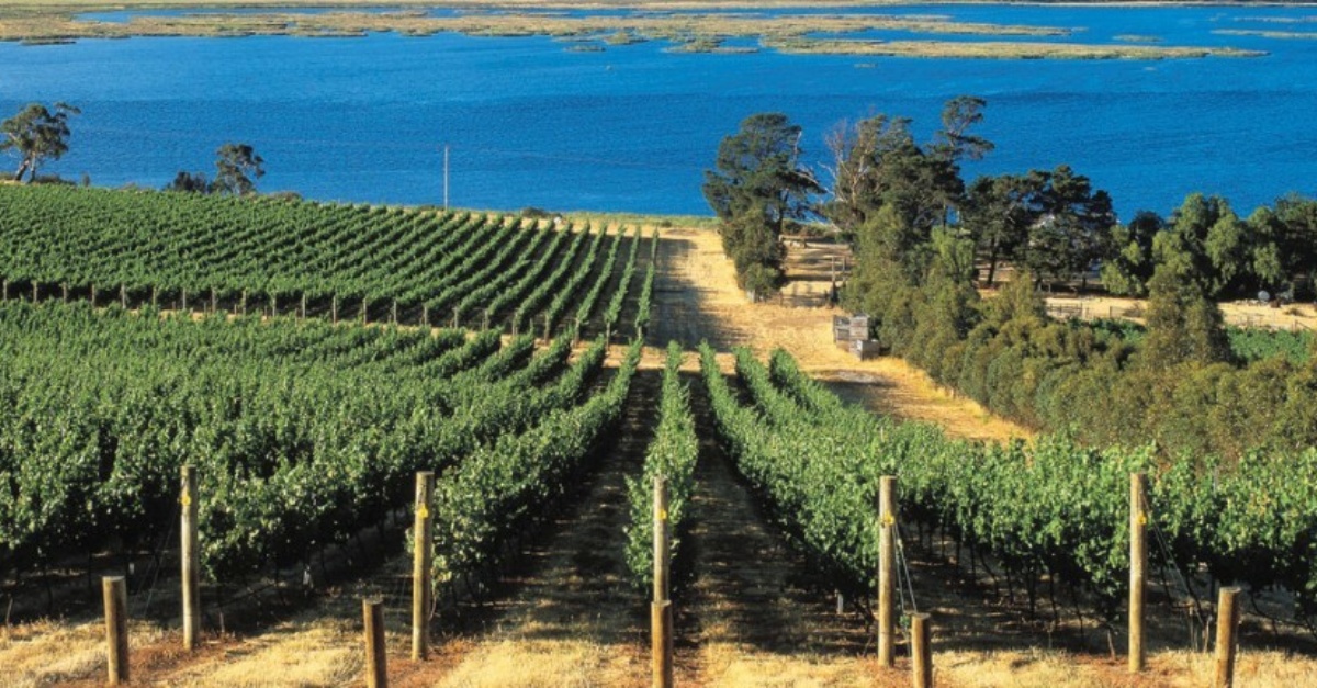 Derwent Estate Wine Tasmania