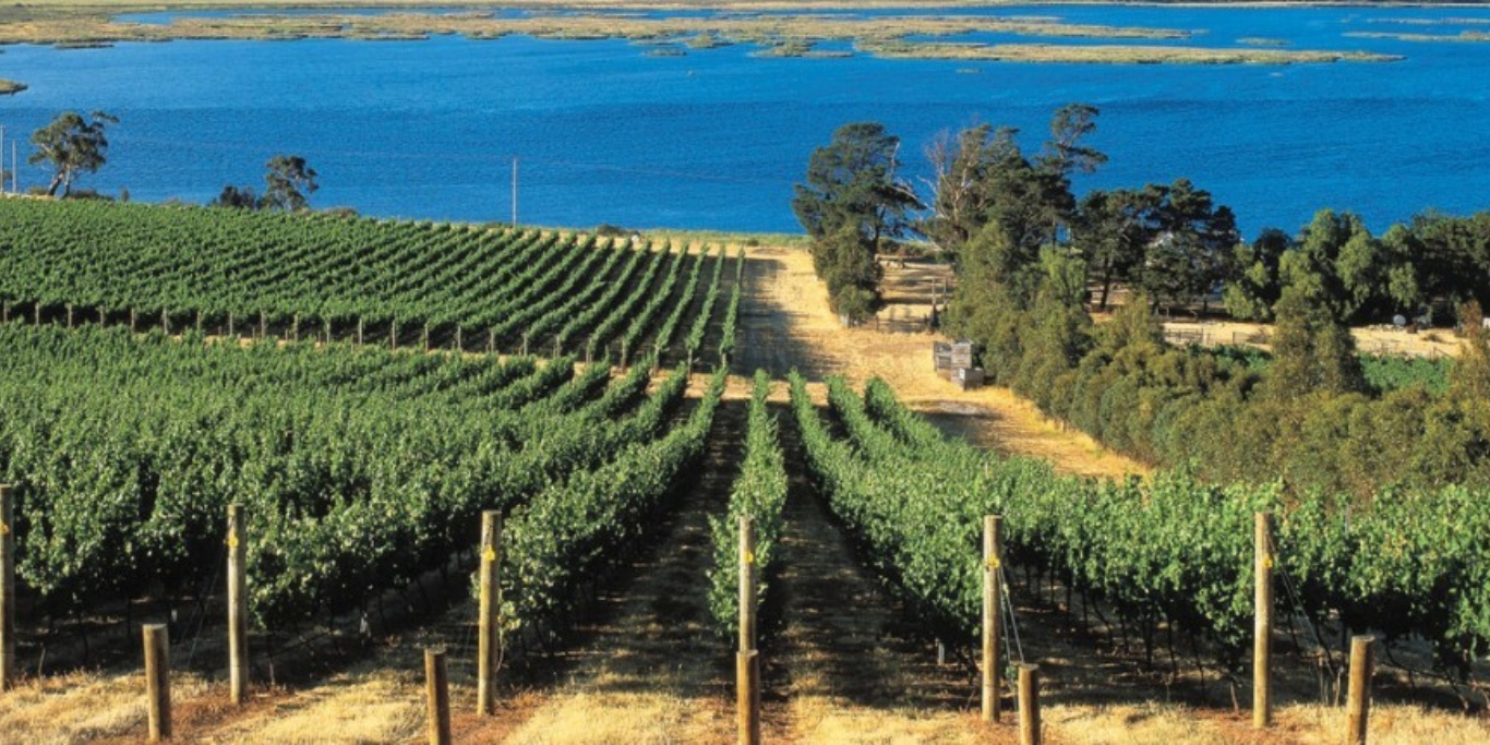Derwent Estate Vineyard Wine Tasmania Wine Tasmania derwent-estate-vineyard-wine-tasmania-wine-tasmania
