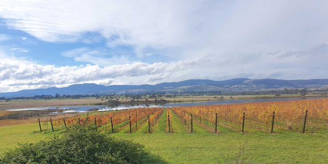 View of vines at front overlooking the dam