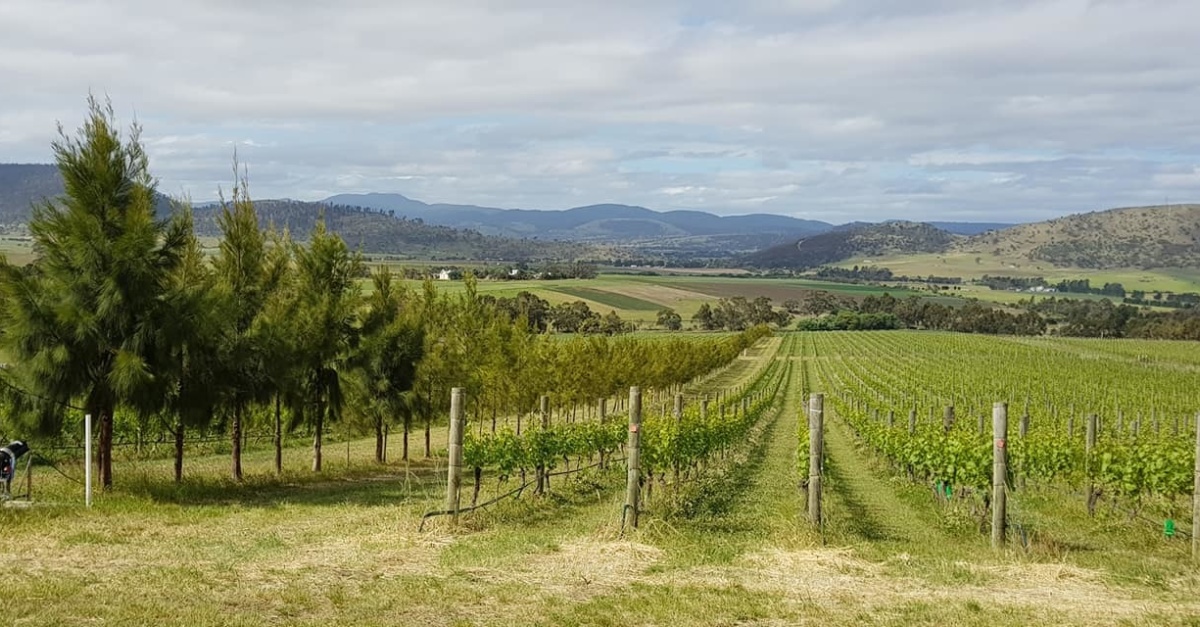 Tolpuddle Vineyard Wine Tasmania