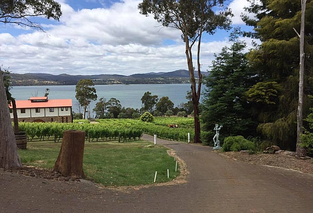 Marion's Vineyard