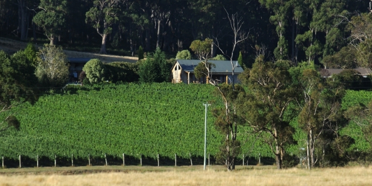 Moores Hill Vineyard Wine Tasmania Wine Tasmania